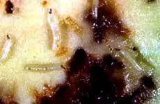 Fruit Fly on Guava Lorem Ipsum is simply dummy text of the printing and typesetting industry.