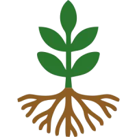 Accelerates Root Initiation & Elongation