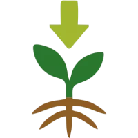 Promotes Vigorous Early Plant Establishment